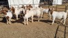 10X BOERGOAT COMMERCIAL EWE KRUISRIVIER BOERBOK STOET