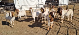 10X BOERGOAT COMMERCIAL EWE KRUISRIVIER BOERBOK STOET