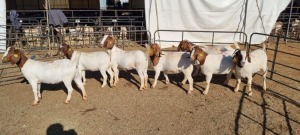 7X BOERGOAT COMMERCIAL EWE KRUISRIVIER BOERBOK STOET