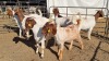 6X BOERGOAT COMMERCIAL EWE KRUISRIVIER BOERBOK STOET