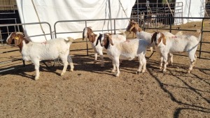 5X BOERGOAT COMMERCIAL EWE KRUISRIVIER BOERBOK STOET