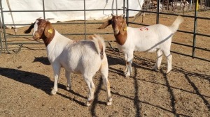 2X BOERGOAT COMMERCIAL EWE KRUISRIVIER BOERBOK STOET