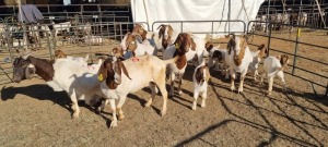 7+9X BOERGOAT COMMERCIAL EWE KRUISRIVIER BOERBOK STOET