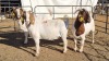 3X BOERGOAT COMMERCIAL EWE KRUISRIVIER BOERBOK STOET