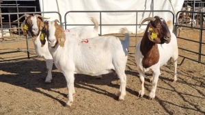 3X BOERGOAT COMMERCIAL EWE KRUISRIVIER BOERBOK STOET