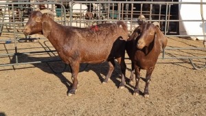 2X BOERGOAT COMMERCIAL EWE KRUISRIVIER BOERBOK STOET