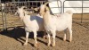 2X BOERGOAT COMMERCIAL EWE KRUISRIVIER BOERBOK STOET