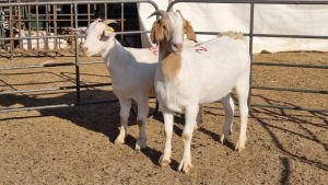 2X BOERGOAT COMMERCIAL EWE KRUISRIVIER BOERBOK STOET