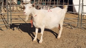 1X BOERGOAT COMMERCIAL EWE KRUISRIVIER BOERBOK STOET