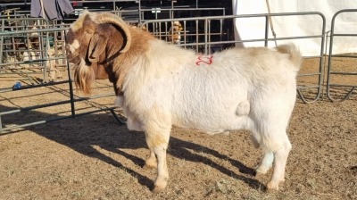 1X BOERGOAT COMMERCIAL BUCK KRUISRIVIER BOERBOK STOET