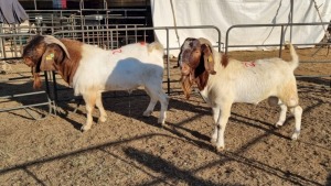 2X BOERGOAT COMMERCIAL BUCK KRUISRIVIER BOERBOK STOET