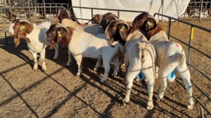 7X BOERGOAT COMMERCIAL BUCK KRUISRIVIER BOERBOK STOET