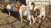 6X BOERGOAT COMMERCIAL BUCK KRUISRIVIER BOERBOK STOET