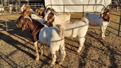 7X BOERGOAT COMMERCIAL BUCK KRUISRIVIER BOERBOK STOET