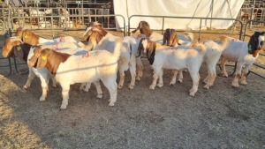 10X BOERGOAT COMMERCIAL BUCK KRUISRIVIER BOERBOK STOET