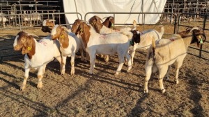 8X BOERGOAT COMMERCIAL BUCK KRUISRIVIER BOERBOK STOET