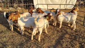 10X BOERGOAT COMMERCIAL BUCK KRUISRIVIER BOERBOK STOET