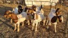 10X BOERGOAT COMMERCIAL BUCK KRUISRIVIER BOERBOK STOET