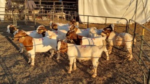 10X BOERGOAT COMMERCIAL BUCK KRUISRIVIER BOERBOK STOET