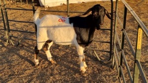 1X BOERGOAT COMMERCIAL BUCK KRUISRIVIER BOERBOK STOET