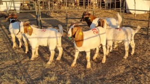 5X BOERGOAT COMMERCIAL BUCK KRUISRIVIER BOERBOK STOET