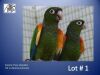 1-1 '23 Conure: Fiery-shoulder: Normal x Normal - Piet Jacobs