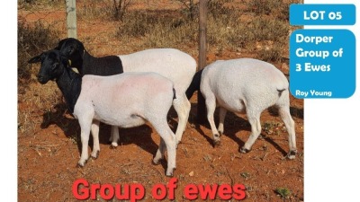 3X DORPER EWE ROY YOUNG