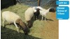 4+2X DORPER EWE & LAMB OUBAAS MEYER