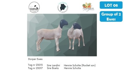 2X DORPER EWE ANDREW LIVERSAGE