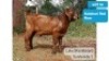 1X KALAHARI RED BUCK LUKE BLACKBEARD