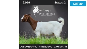 1X BOERGOAT DOE LOURENS V. NIEKERK