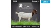 1X BOERGOAT DOE LOURENS V. NIEKERK