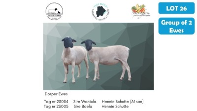 2X DORPER EWE ANDREW LIVERSAGE