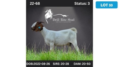 1X BOERGOAT DOE LOURENS V. NIEKERK