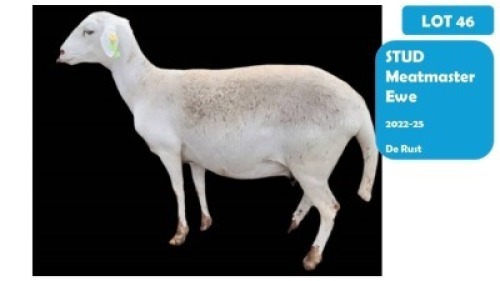 1X MEATMASTER RAM HENDRIK HERBST