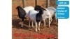 3X DORPER EWE ROY YOUNG