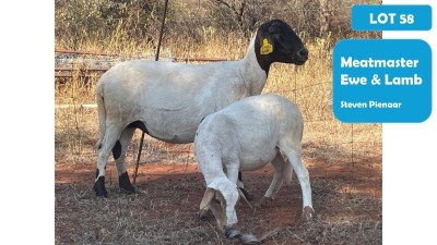 1X MEATMASTER EWE & LAMB STEPHAN PIENAAR