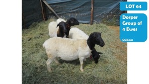 3+1X DORPER EWE & LAMB OUBAAS MEYER