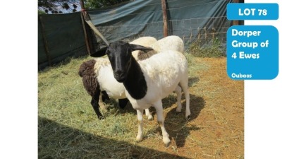 4+2X DORPER EWE & LAMB OUBAAS MEYER