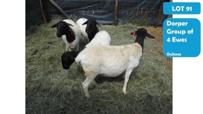 3+3X DORPER EWE & LAMB OUBAAS MEYER