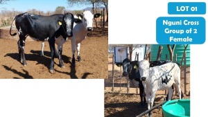 2X NGUNI-CROSS HEIFER LOUIS ALBERTS