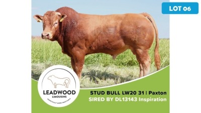 1X LIMOUSIN BULL JAN STIGLINGH