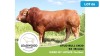 1X LIMOUSIN BULL JAN STIGLINGH