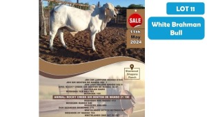 1X WHITE BRAHMAN BULL LARRY MASHWIKILE