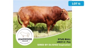 1X LIMOUSIN BULL JAN STIGLINGH