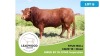 1X LIMOUSIN BULL JAN STIGLINGH