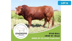 1X LIMOUSIN BULL JAN STIGLINGH