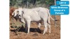 2X WHITE BRAHMAN HEIFER ANDREW FREEMAN