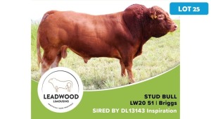 1X LIMOUSIN BULL JAN STIGLINGH