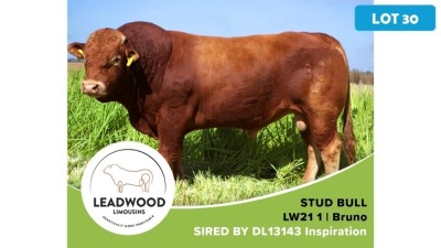 1X LIMOUSIN BULL JAN STIGLINGH